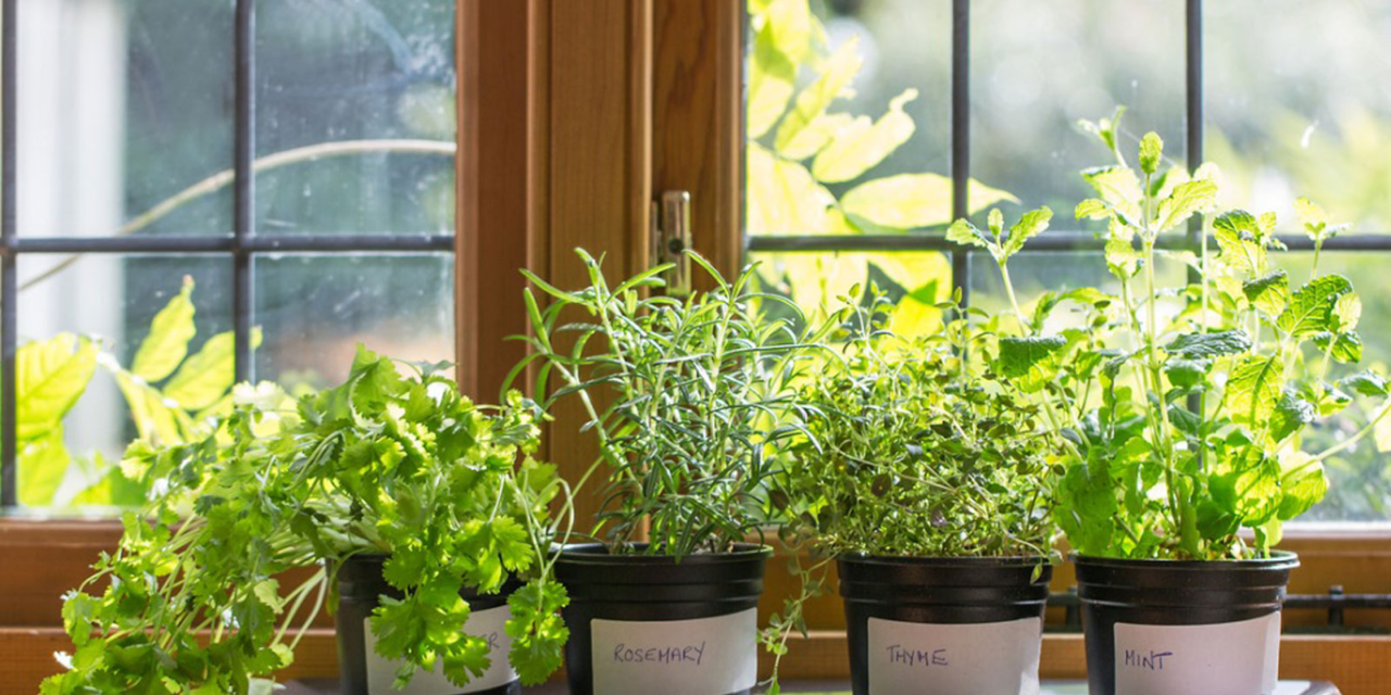 Herb gardens are simple & Can Save Home Cooks a Ton of Money