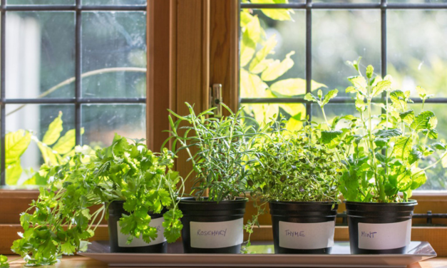 Herb gardens are simple & Can Save Home Cooks a Ton of Money