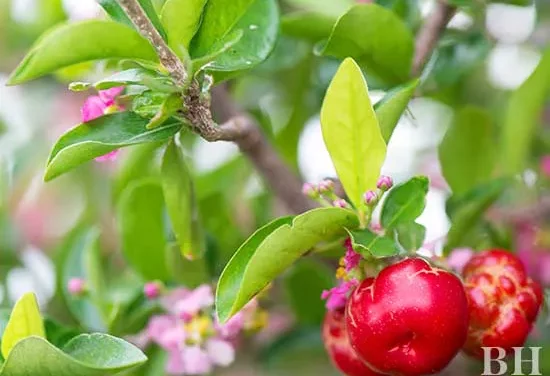 Edible Apple- Skip the Apple Orchard & Grow Your Own Apples!