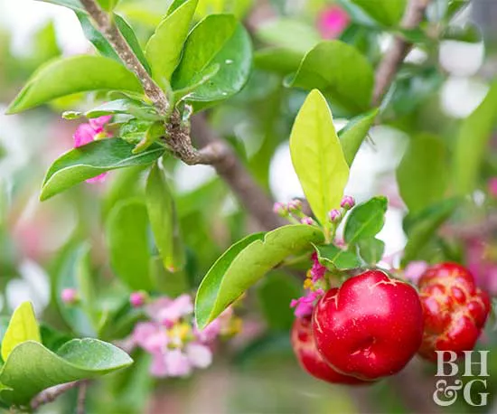 Edible Apple- Skip the Apple Orchard & Grow Your Own Apples!