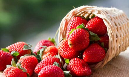 When Is Strawberry Season? Plus, How to Pick Sweetest Strawberries