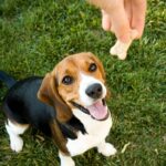Dog Training: Obedience, behavior & training for dogs
