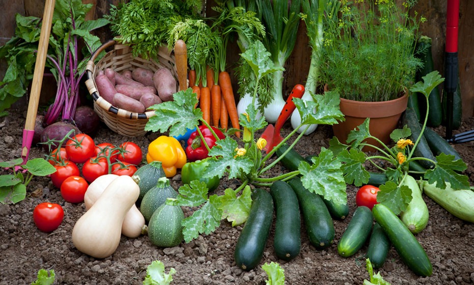 Essential Steps to start Your First Vegetable Garden Right .