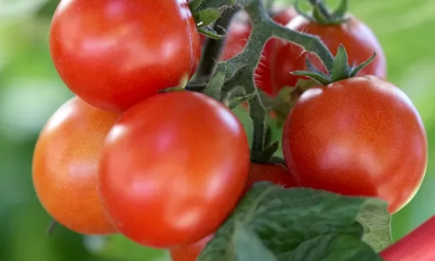 How to Successfully Grow Tomatoes for Your Best Harvest Yet