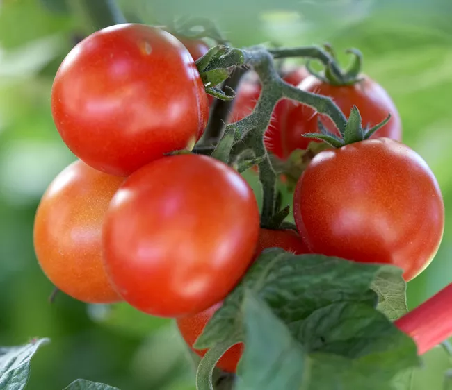How to Successfully Grow Tomatoes for Your Best Harvest Yet