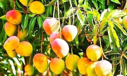 Mango seeds – How  to  Plant a  Mango  Seed in 5 Easy Steps.