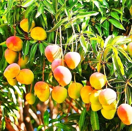 Mango seeds – How  to  Plant a  Mango  Seed in 5 Easy Steps.