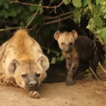 Knowing Hyenas Beyond the Myths