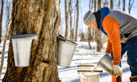 Maple Madness: A Sweet Journey Through Canada’s Sugar Shacks