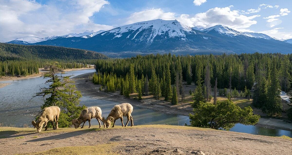 Canadian Wilderness Adventures: Hiking Trails and Outdoor Activities