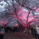 Toronto Cherry Blossom 2025: A Visual Guide to the City’s Pinkest Blooms