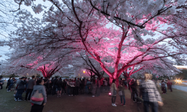 Toronto Cherry Blossom 2025: A Visual Guide to the City’s Pinkest Blooms