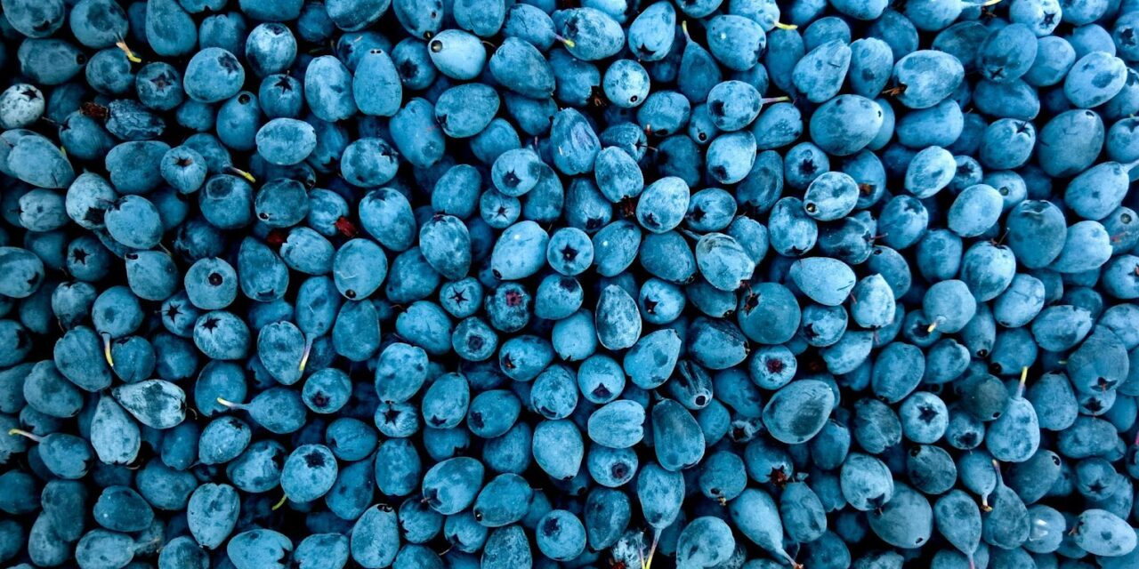 FDA Labels Organic Blueberry Recall as Deadly: What You Need to Know