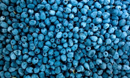 FDA Labels Organic Blueberry Recall as Deadly: What You Need to Know