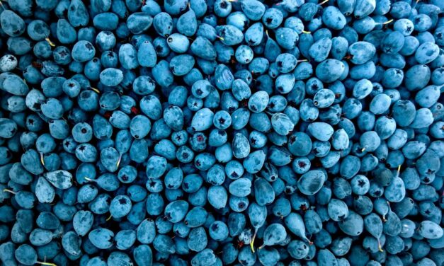 FDA Labels Organic Blueberry Recall as Deadly: What You Need to Know