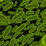 Salmonella Outbreak in Canada Linked to Pistachios